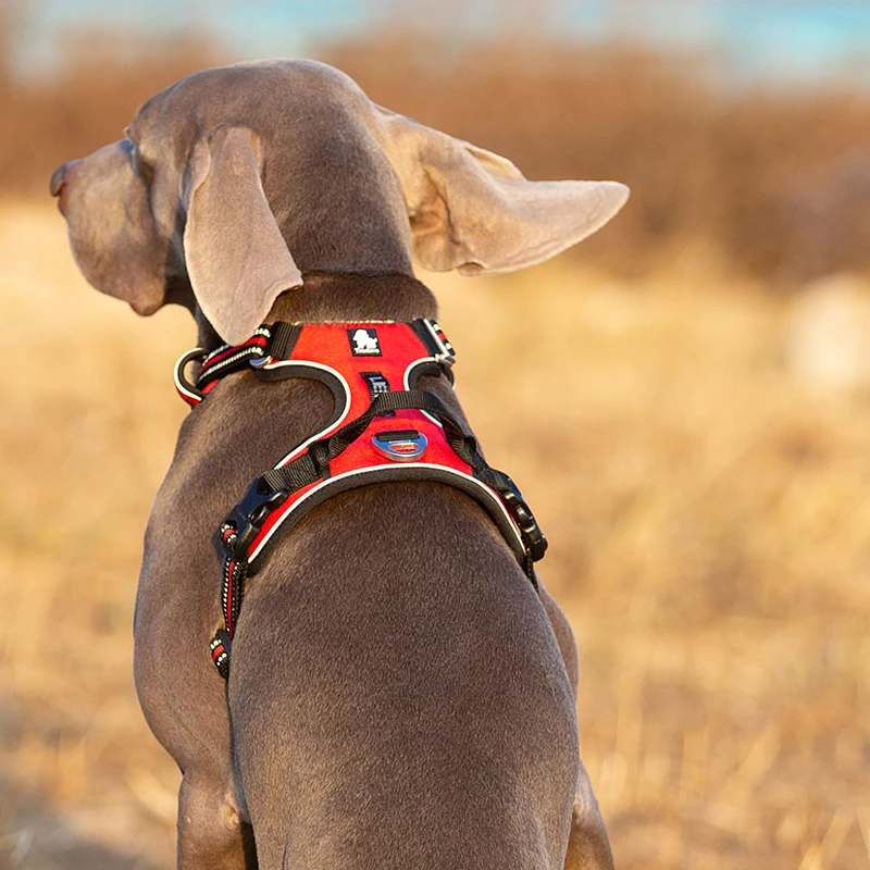 Truelove Pet Reflective Nylon  - Running Gear Dog review and price